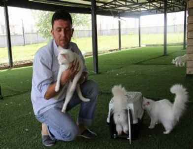 Misafir Kediler Evlerine Dönmeye Devam Ediyor