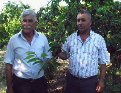 Kirazıyla Meşhur Kirazlı Köyü Yağmurdan Mağdur Oldu