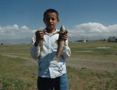 Erzurum’da Toplu Balık Ölümleri Tedirgin Etti