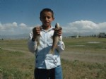 Erzurum’da Toplu Balık Ölümleri Tedirgin Etti