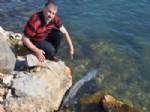 MEHMET YAVUZ - İntihar Etmek İsteyen Yunus Balığına Film Gibi Kurtarma Operasyonu