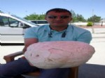 Dev Mantar Şaşırttı