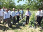 KOLDERE - Doğanyol’da Çilek Yetiştiriciliğine Yatırım
