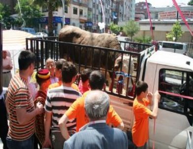 Nasip Tosun Kermesin İlgi Odağı Oldu