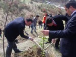 Şaphane'de 42 Hektarlık Alana 18 Bin 655 Fidan Dikildi