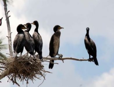 Adıgüzel Barajında Karabatakların Yeni Üreme Alanı Tespit Edildi