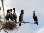 BÜYÜK MENDERES NEHRI - Adıgüzel Barajında Karabatakların Yeni Üreme Alanı Tespit Edildi