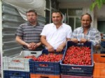 KİRAZ ÜRETİMİ - Selendi'den Avrupa’ya Kiraz İhracatı
