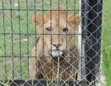 Zürafalar Geldi Şimdi Sıra Diğerlerinde