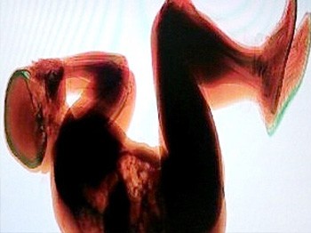 Havaalanı görevlileri gözlerine inanamadı