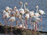 TUZ GÖLÜ - Büyüyünce Flamingo Olacaklar
