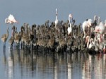 TUZ GÖLÜ - Flamingolar Yine İzmir Kuş Cenneti’ni Seçti