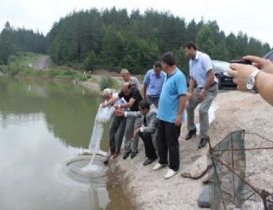 Düzce’de Göletlere Balık
