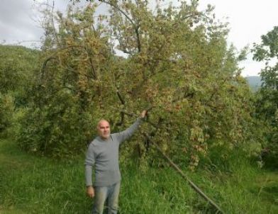 Şenköy'de Onlarca Kızılcık Ağacı Kurumaya Terk Edildi