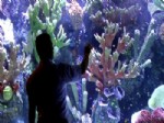 BALINA - Dev Akvaryum Kapılarını Ziyaretçilere Açtı