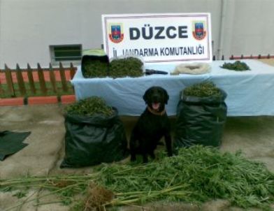 Düzce'de Uyuşturucu Operasyonları