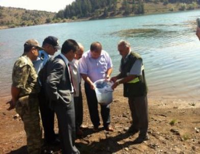 Tosya’ya 20 Bin Adet Kırmızı Benekli Alabalık Bırakıldı