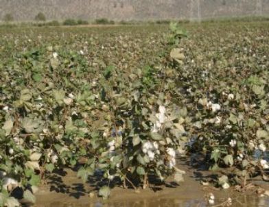 Milaslı Çiftçilere Zirai Destek