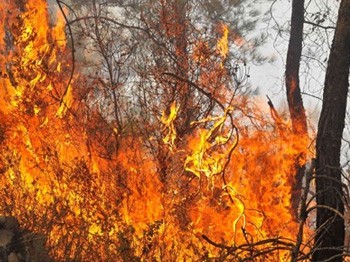 Teröristler orman yangını çıkardı