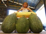 Devasa Kavunlar İlgi Uyandırdı