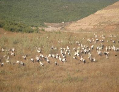 Kocaeli'nde Akıma Kapılan Onlarca Leylek Direk Diplerinde Çürüyor