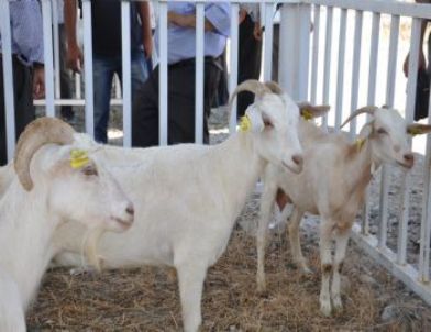 Çiftçilere Faizsiz Destek