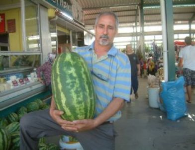 25 Kiloluk Karpuzlar Kapışılıyor