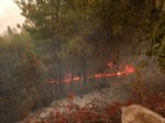 Osmaniye’deki Orman Yangını