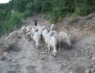 Kahramanmaraş'taki Yayla Evleri, Tatilcilerin Mekanı Oldu