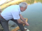 VURAL KAVUNCU - Kayaboğazı Barajı'na 45 Bin Pullu Sazan Bırakıldı