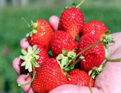 Yıldızeli’nde Organik Çilek Üretimi Başladı