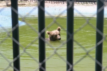 İzmir'de Sıcaklar Yabani Hayvanları Da Etkiledi