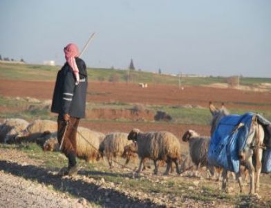 Çobanlar Sonbaharı Bekliyor