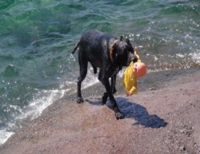 Van Gölü Sahilleri Cankurtaran Köpeklere Emanet
