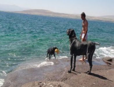 Van Gölü Sahillerinde Yüzen İnsanlar Cankurtaran Köpeklere Emanet