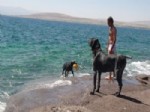 İLK YARDIM - Van Gölü Sahillerinde Yüzen İnsanlar Cankurtaran Köpeklere Emanet