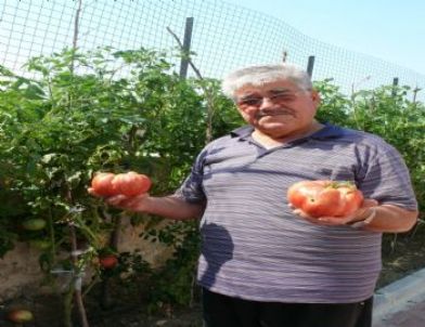 Bin 100 Gramlık Domatesler Görenleri Şaşırttı