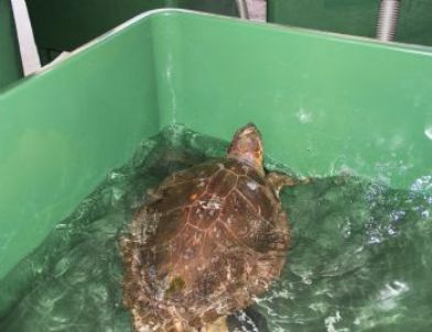 Mersin’de Tedavi Edilen Kaplumbağalar Denizle Buluştu