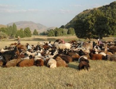 Ot Kuraklığı Süt Verimini De Etkiledi