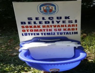 Sokak Hayvanları İçin Su Kabı