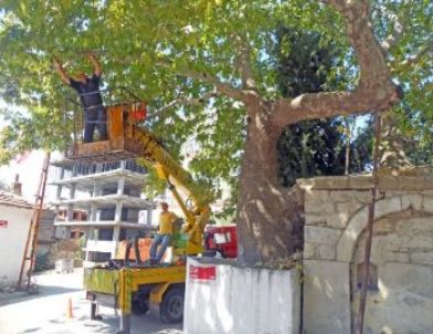 Tarihi Çınar Ağacı Bakımdan Geçirildi