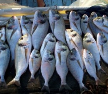 Kocaeli'de Balık Fiyatları