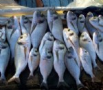 Kocaeli'de Balık Fiyatları