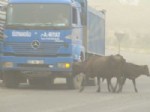 ŞENOL KOCA - İpekyolu'nda İnekler Trafiğe Çıktı