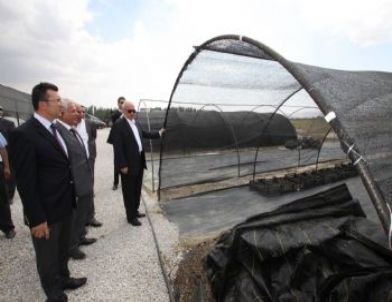 Vali Alaaddin Yüksel Seralarda İncelemelerde Bulundu