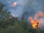 ORMAN İŞÇİSİ - Alanya'da Orman Yangını 30 Hektarlık Alanı Etkiledi