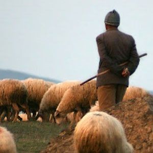 Çobanlığını Yaptığı Hayvanların Sahibini Yaraladı