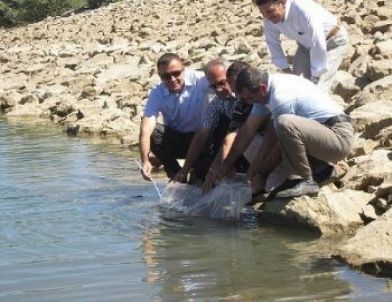 Tokat'ta 12 Gölete 40 Bin Balık Yavrusu Bırakılı