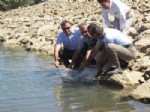 ÇELIKLI - Tokat'ta 12 Gölete 40 Bin Balık Yavrusu Bırakılı