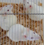 BAĞCıLAR EĞITIM VE ARAŞTıRMA HASTANESI - Bakanlık hastaneleri deney hayvanı satacak